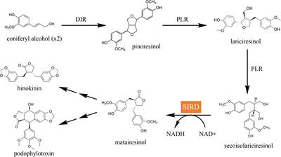 Identification and investigation of a novel NADP+-dependent secoisolariciresinol dehydrogenase from Isatis indigotica